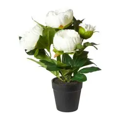 DACORE Pæon i potte 31 cm - hvid - 